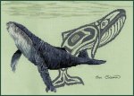 (image for) Humpback Whale